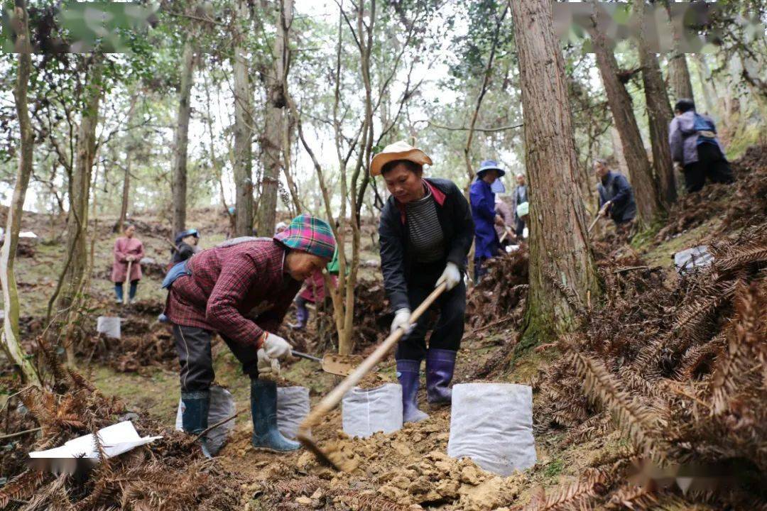 天柱县竹林镇:找准林下产业 拓宽群众富路