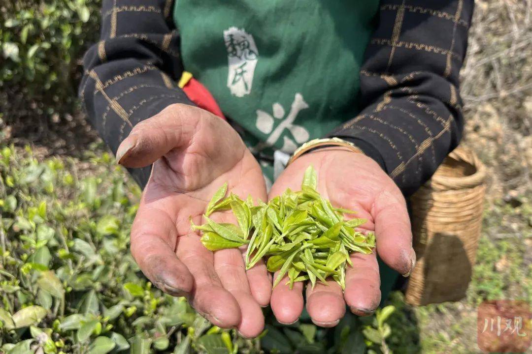 苦茶叶的作用_苦茶的作用_苦茶有什么疗效