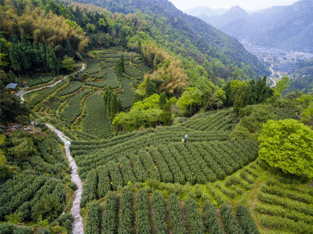 春茶已飘香，那一次就用指尖触摸春天吧~