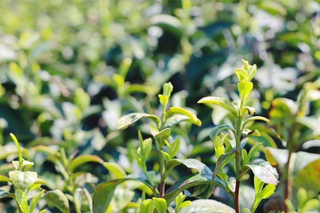 茶韵飘香"2023年江宁区春茶采茶节在黄龙岘开幕_文化村_茶叶_茶园