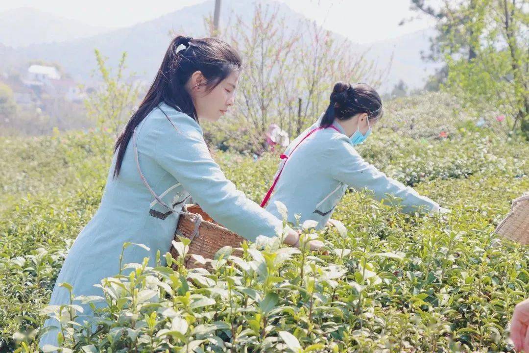 善田江宁 茶韵飘香2023年江宁区春茶采茶节在黄龙岘开幕