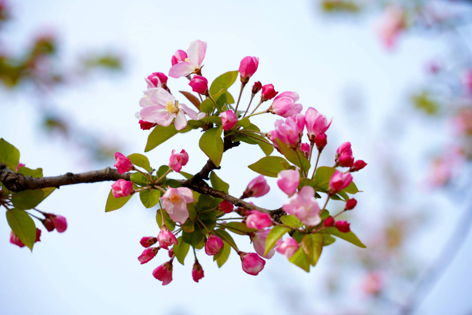 春日赏花图鉴