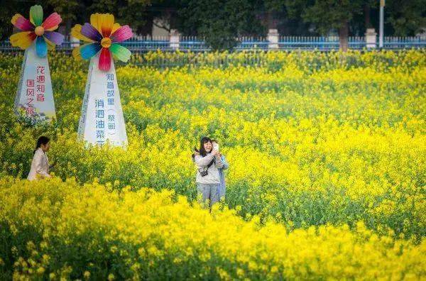 4米以下免門票;綿綿春雨後蔡甸消泗的油菜花都已經綻放金燦燦的花海