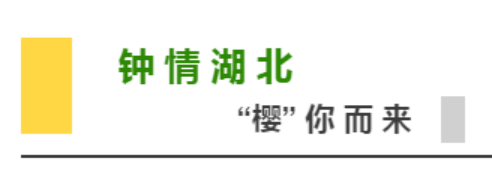 钟情湖北 樱你而来：上传视频，奥秘大奖等你赢！