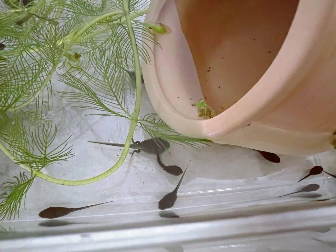 确认这一缸百分之九十都是癞蛤蟆(青蛙的蝌蚪颜色更浅,癞蛤蟆是纯黑色