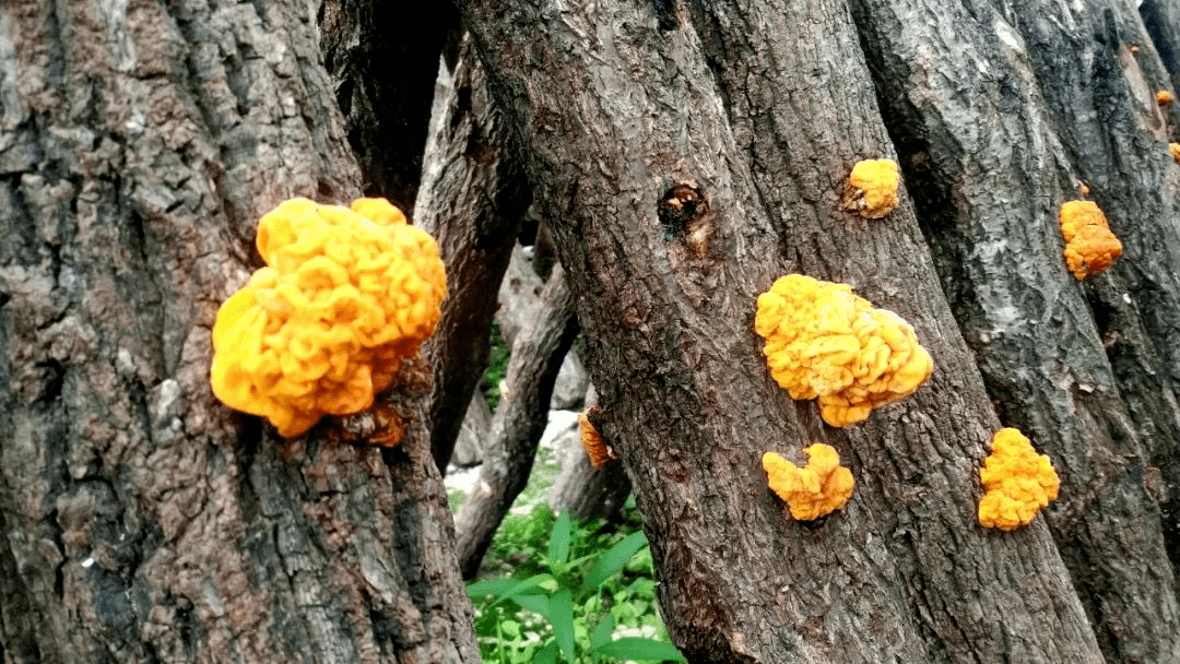 是名副其实的"万宝山"各类绿色农产品这里盛产木耳,花椒,香菇,核桃