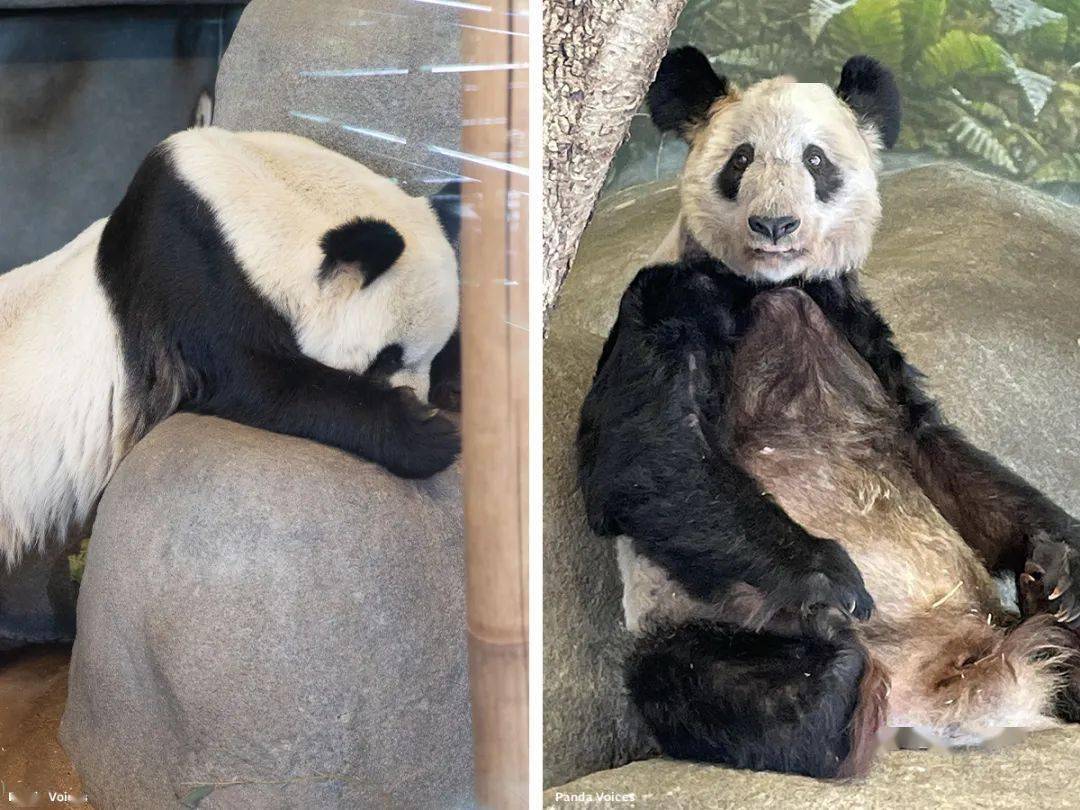 旅美大熊猫丫丫将回祖国;墨西哥坎昆惊现4具尸体_加州_影响_美国