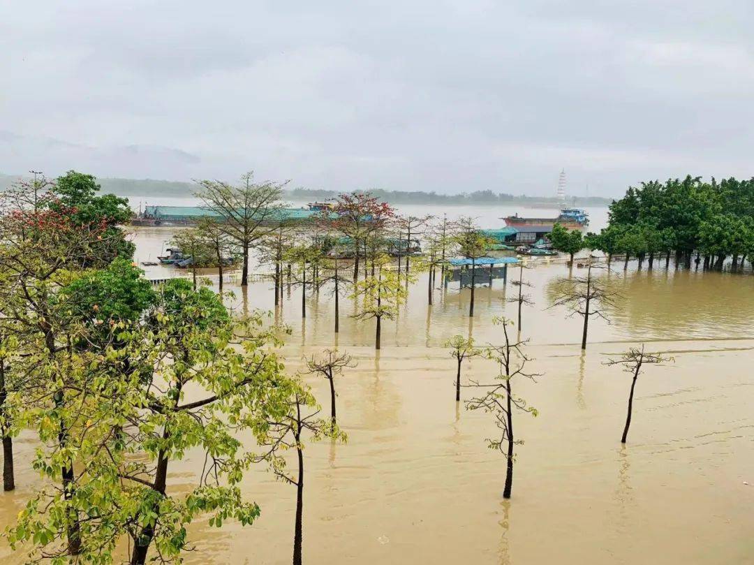 有明顯降雨,清遠水文分局據此預報:在天然來水的情況下,北江干流:英德