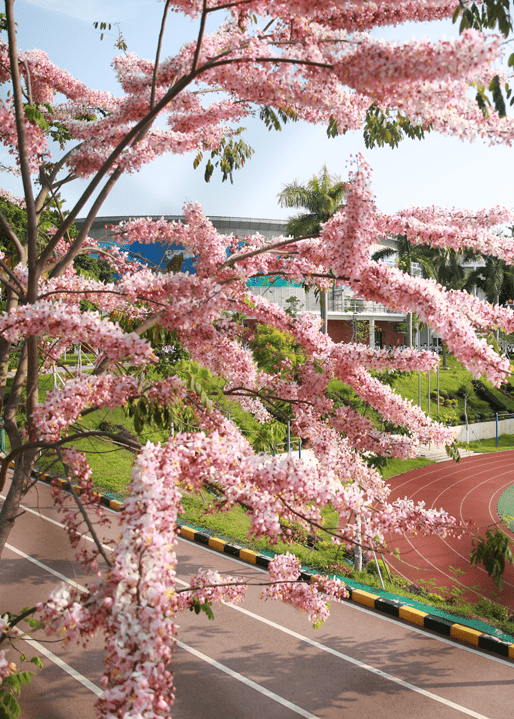 深圳中澳实验学校(深圳中澳实验学校招生电话)