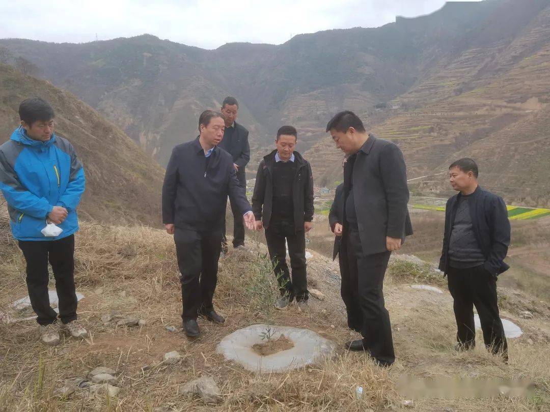 姚续鹏一行先后到大桥镇郭坝村,西高山镇冉山村油橄榄栽植点,太石河乡