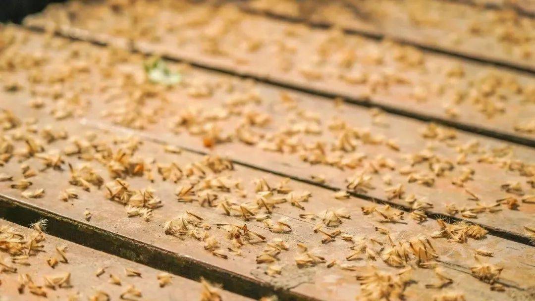 面对"拉踩",梧桐回应了!_校园_向正鹏_什么