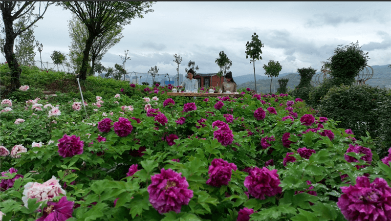 汉阴花遇湾牡丹园正式开园 满园春色等您来打卡!_旅游_活动_游客
