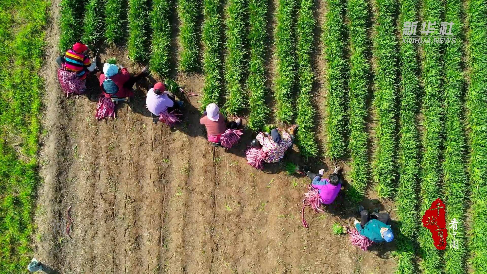 千城百县看中国｜河北望都：韭菜飘香助农增收