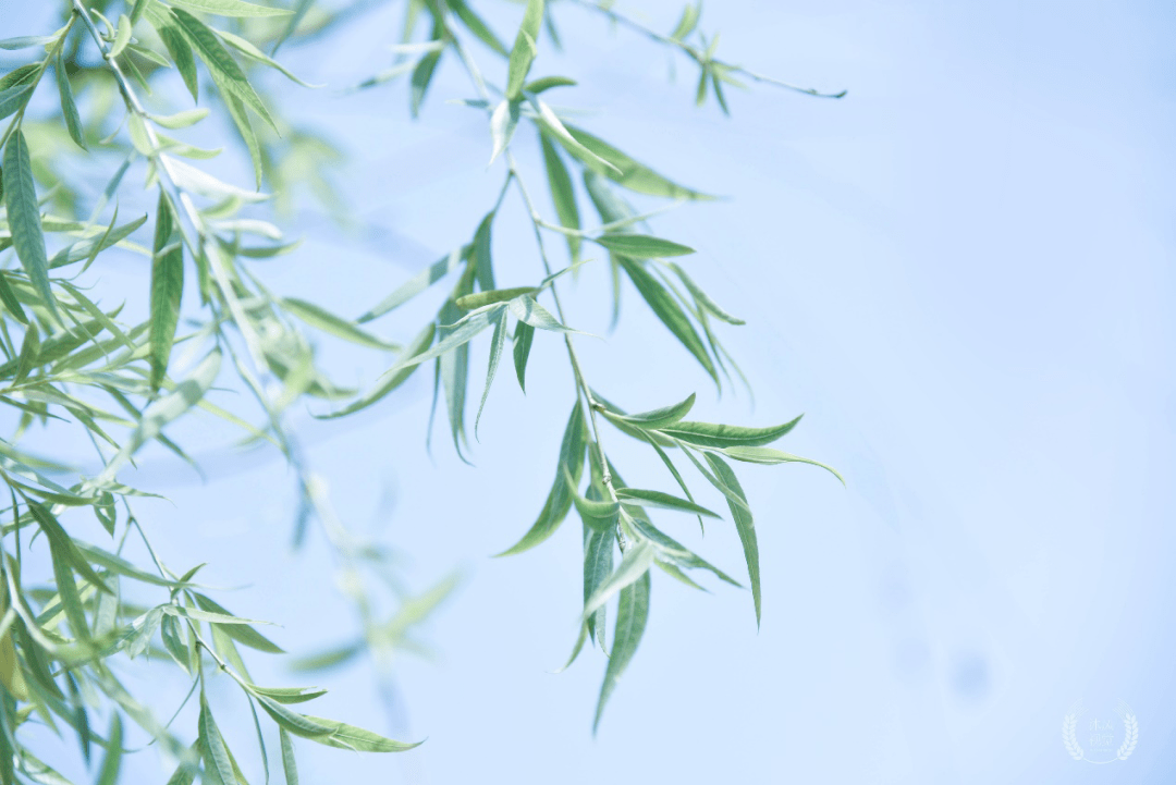 又是一年柳絮飘，那份防护指南请收好