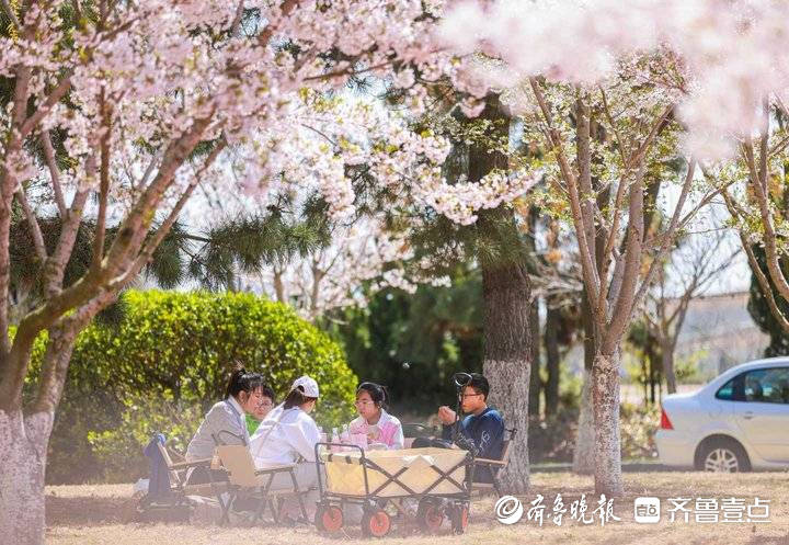 荣成樱花湖畔成花海， 市民树下尽享樱花浪漫