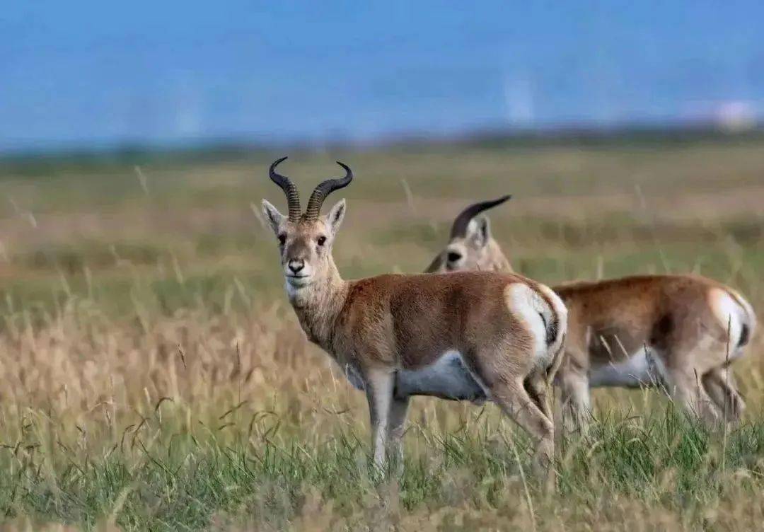 国际珍稀动物保护日 | 每个生命都值得被珍惜_生活_中国_华南虎