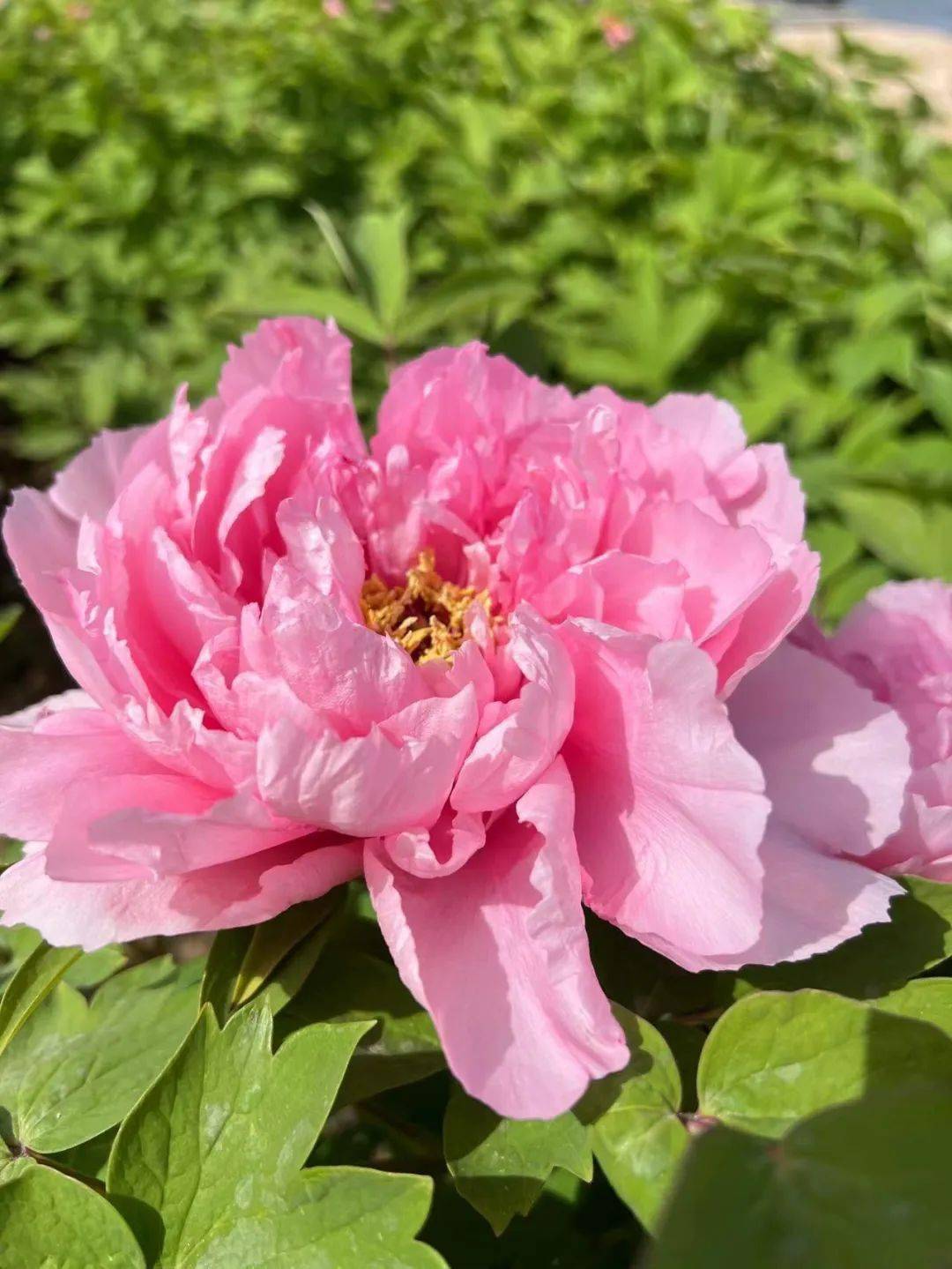 再强调下地址:漯河市交通路最北头,京广铁路下您有没有想说的?