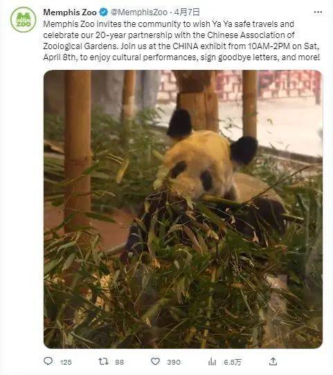 “丫丫”正式移交中方
