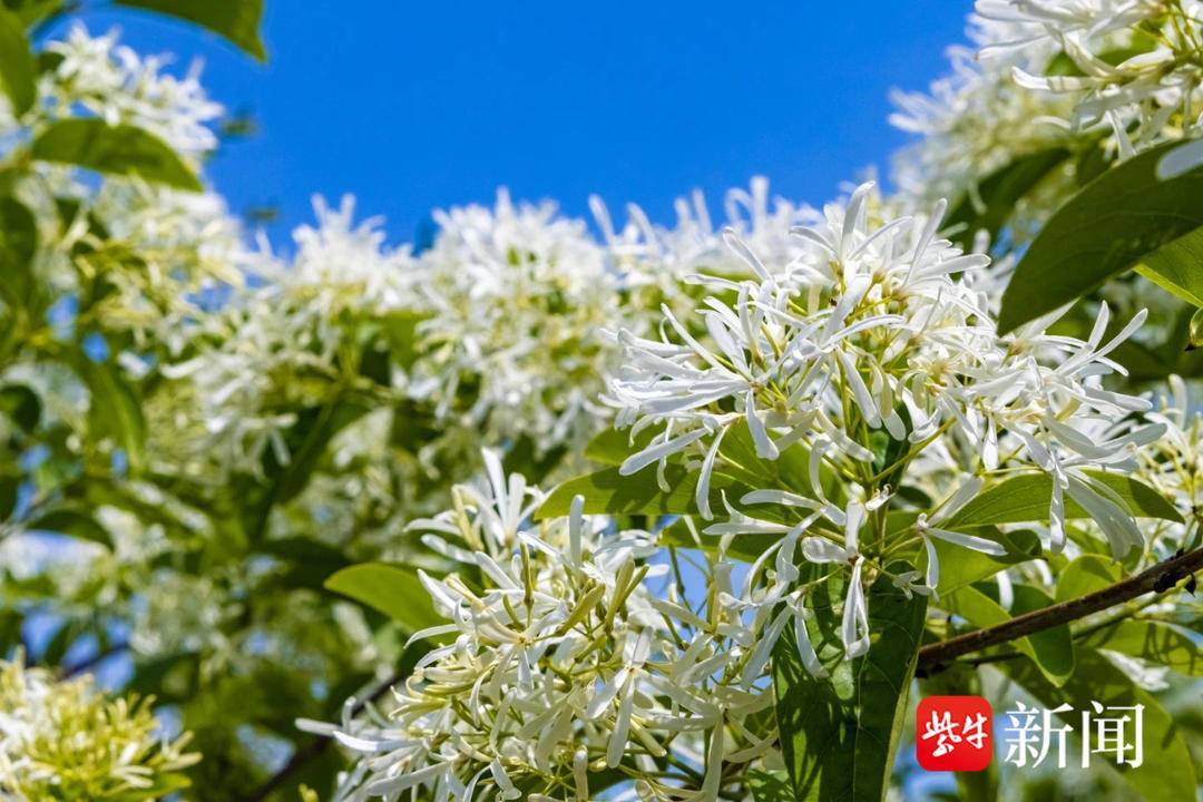 踯躅花（踯躅怎么读,什么意思） 第7张