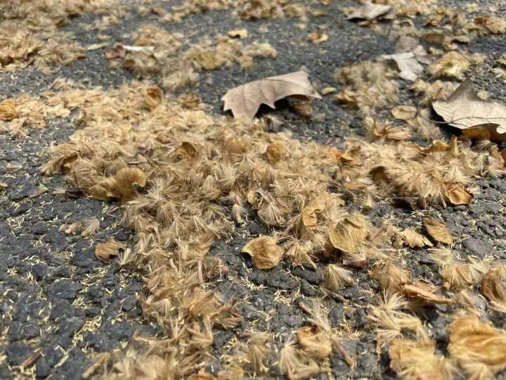 将持续一个月,出门注意防护_飞絮_梧桐_悬铃木