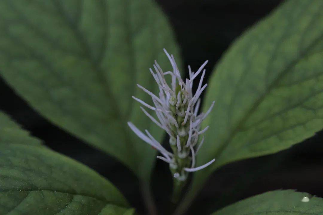 滴水岩植物图集(三)_卢梭_陵菜_遐想