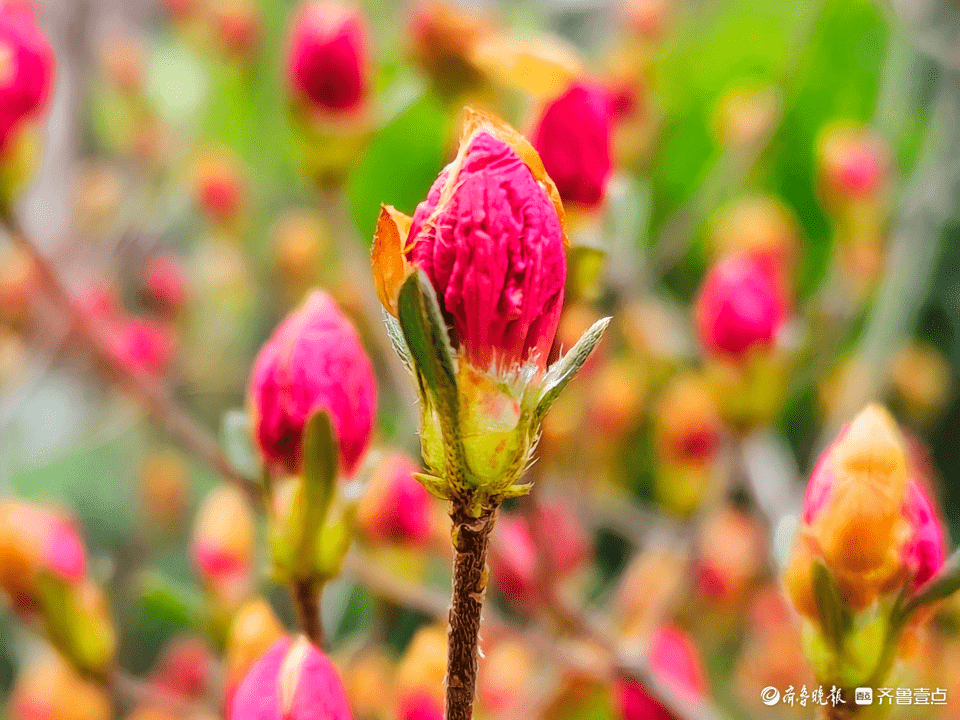含苞待放的映山红,点亮春天