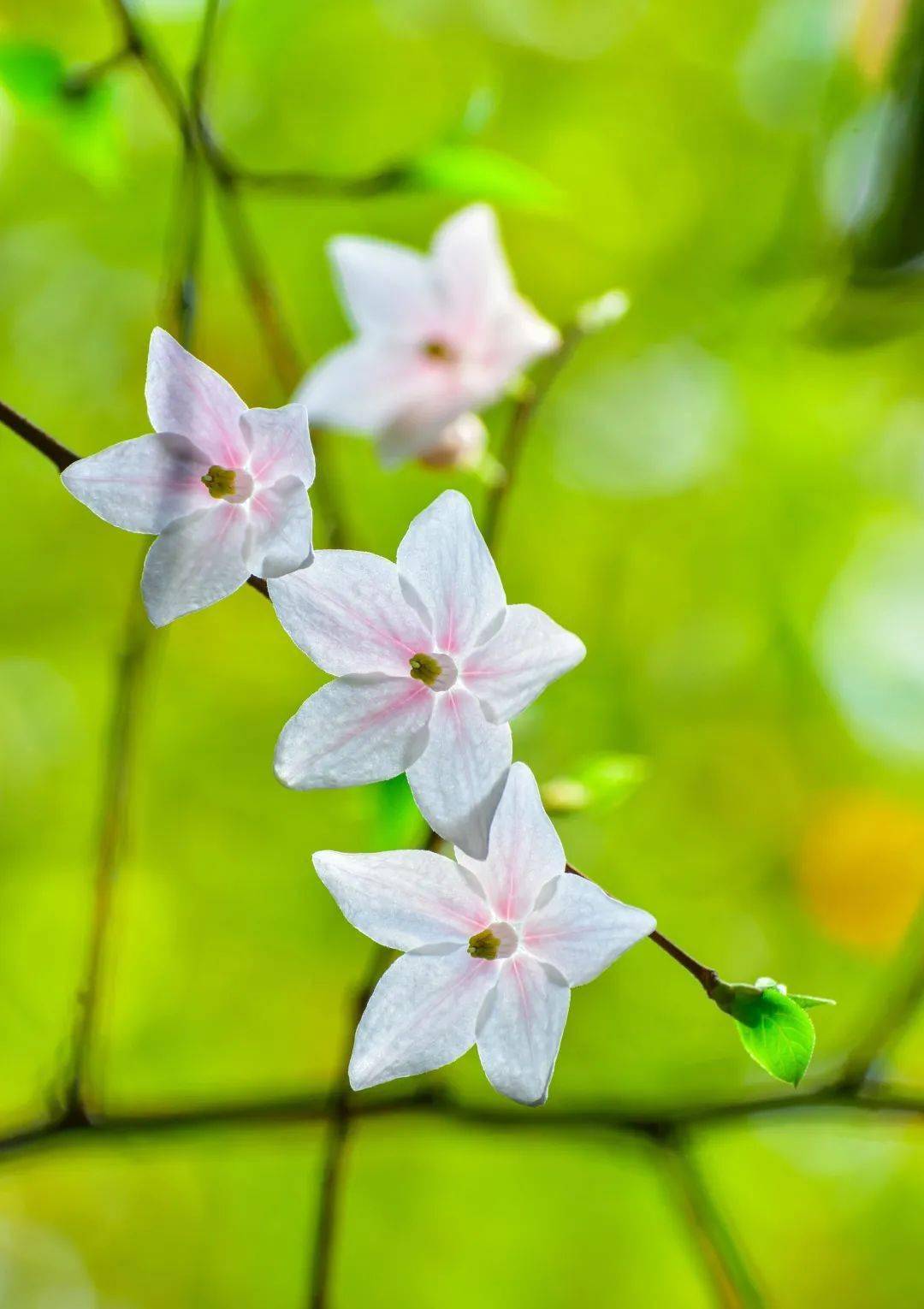 释迦果的花图片