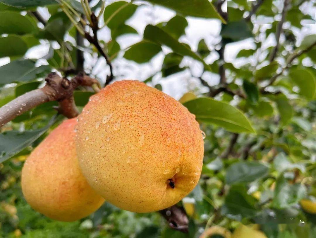 祥云红梨有了州级地方标准_生产_管理_地理