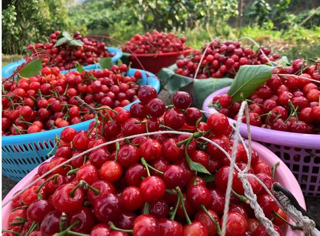 樱桃_种植_成都