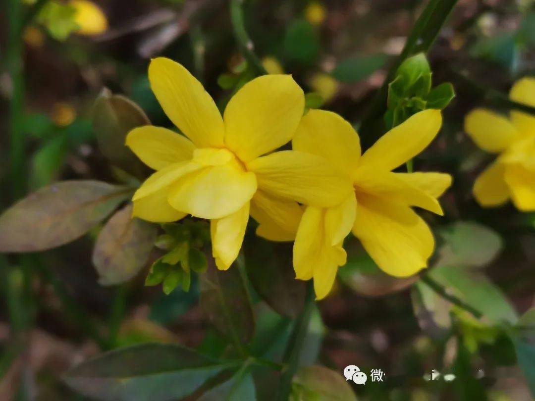 迎春花,也叫黃素馨,金腰帶.落葉灌木叢生,株高30-100釐米.