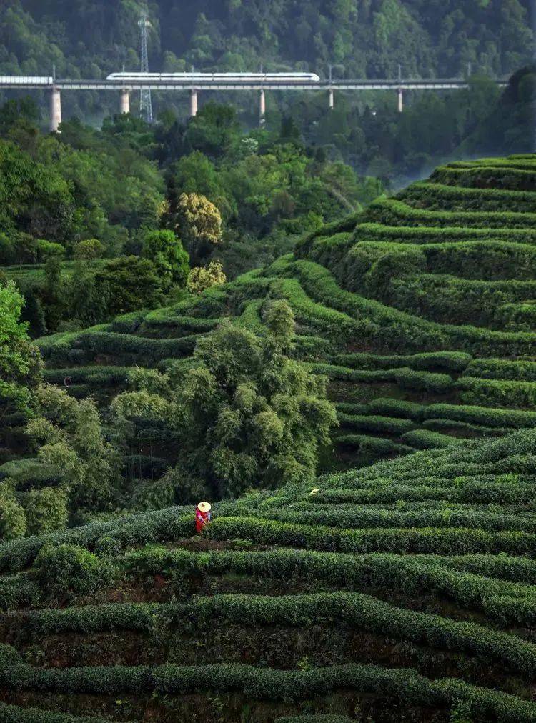 春茶飘香正当时_名山_摄影_茶山