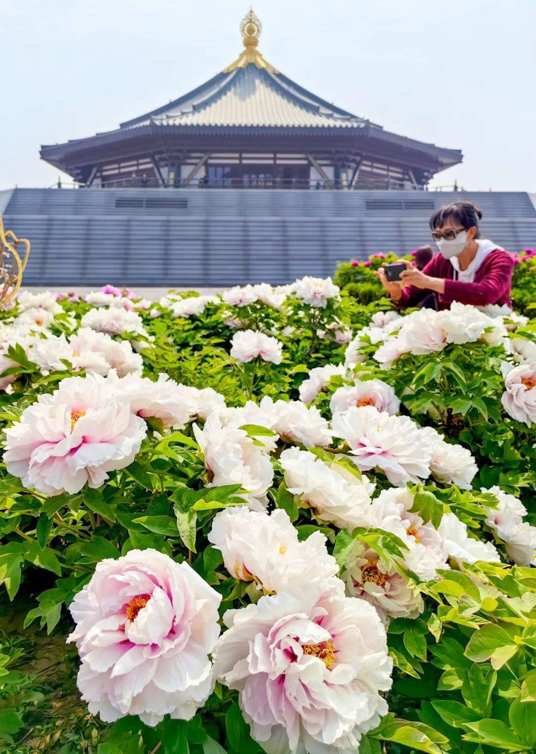 赏花节主题图片