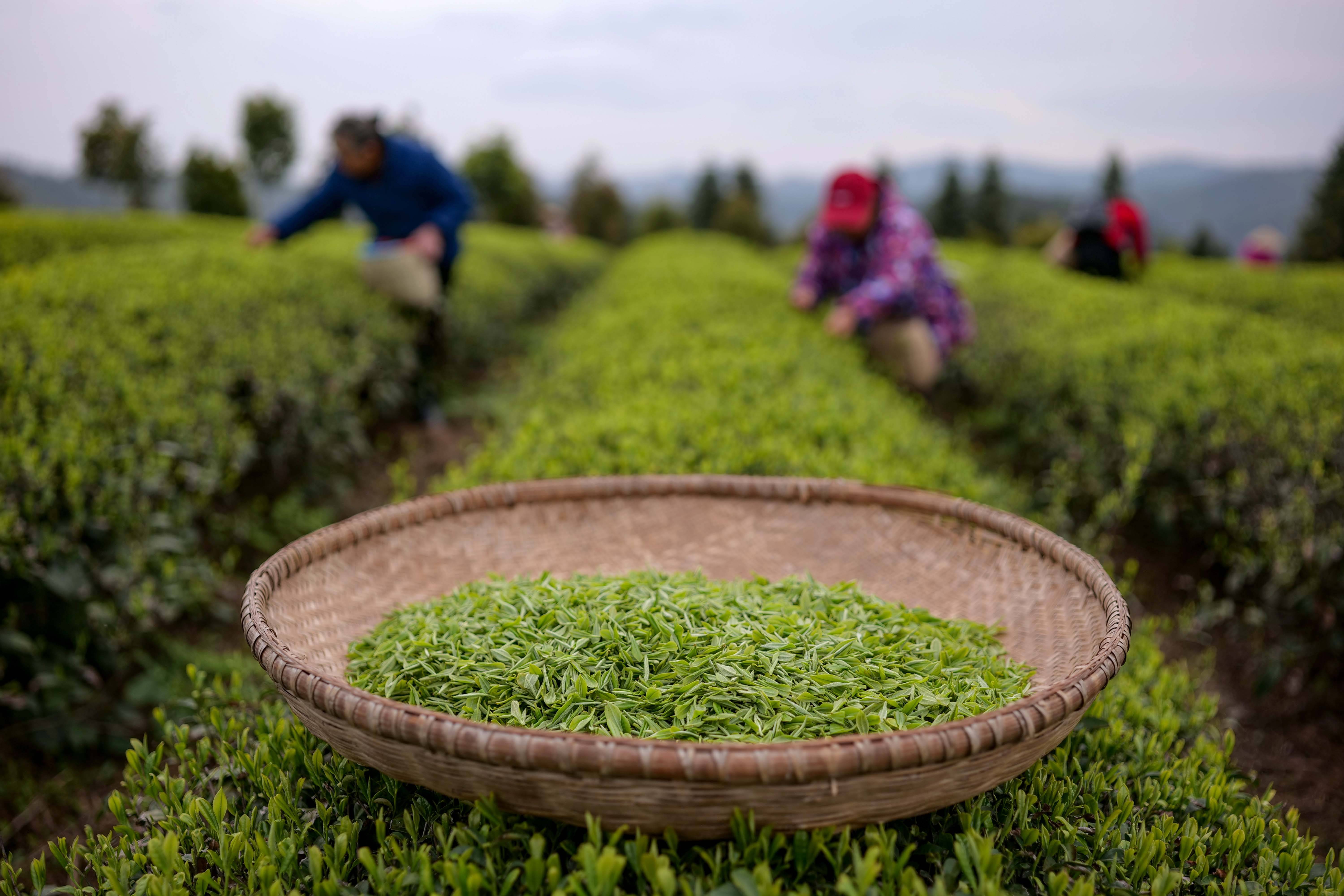 岑巩:春茶采收忙_茶叶_种植_茶园