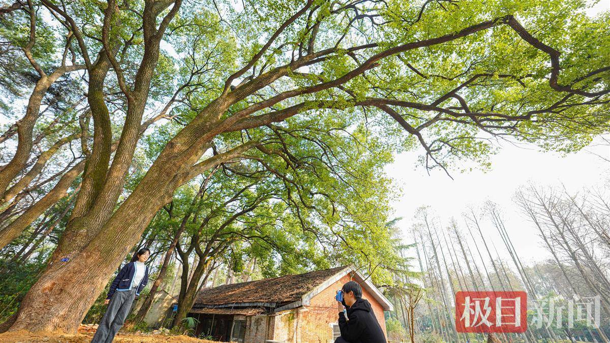 树的年轮较密的地方向着什么面（树的年轮较密的地方向着什么面为什么） 第1张