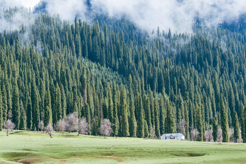 新疆伊犁:云杉茂密 宛如仙境_视觉_中国_自然保护区