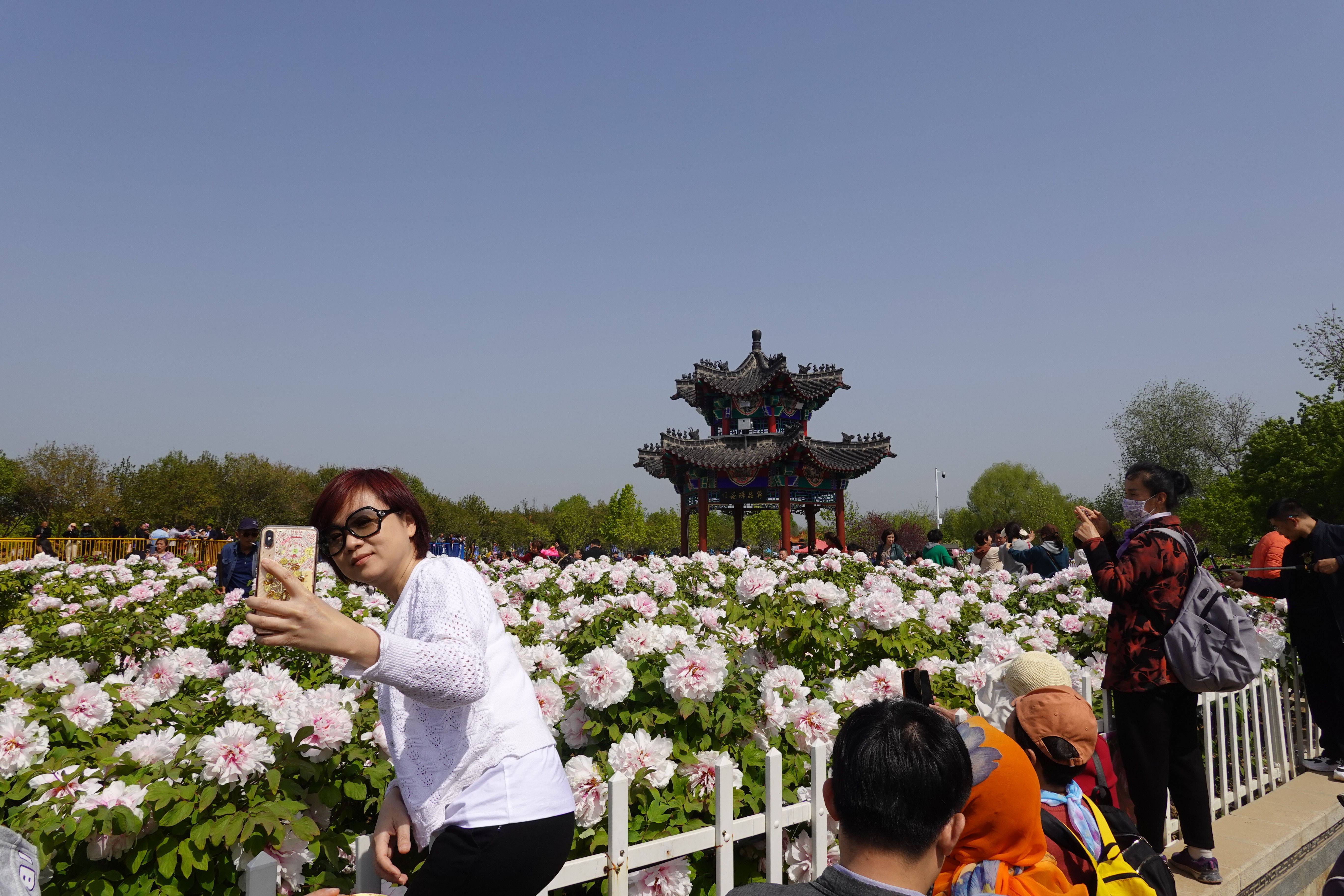 菏泽曹州百花园门票图片