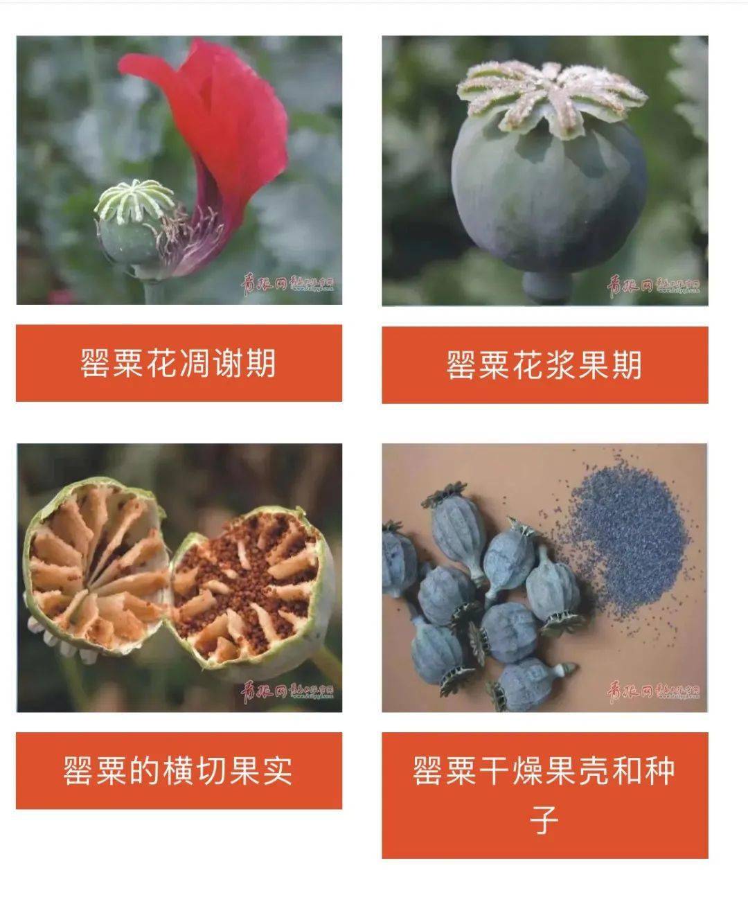 罂粟花毒品图片图片