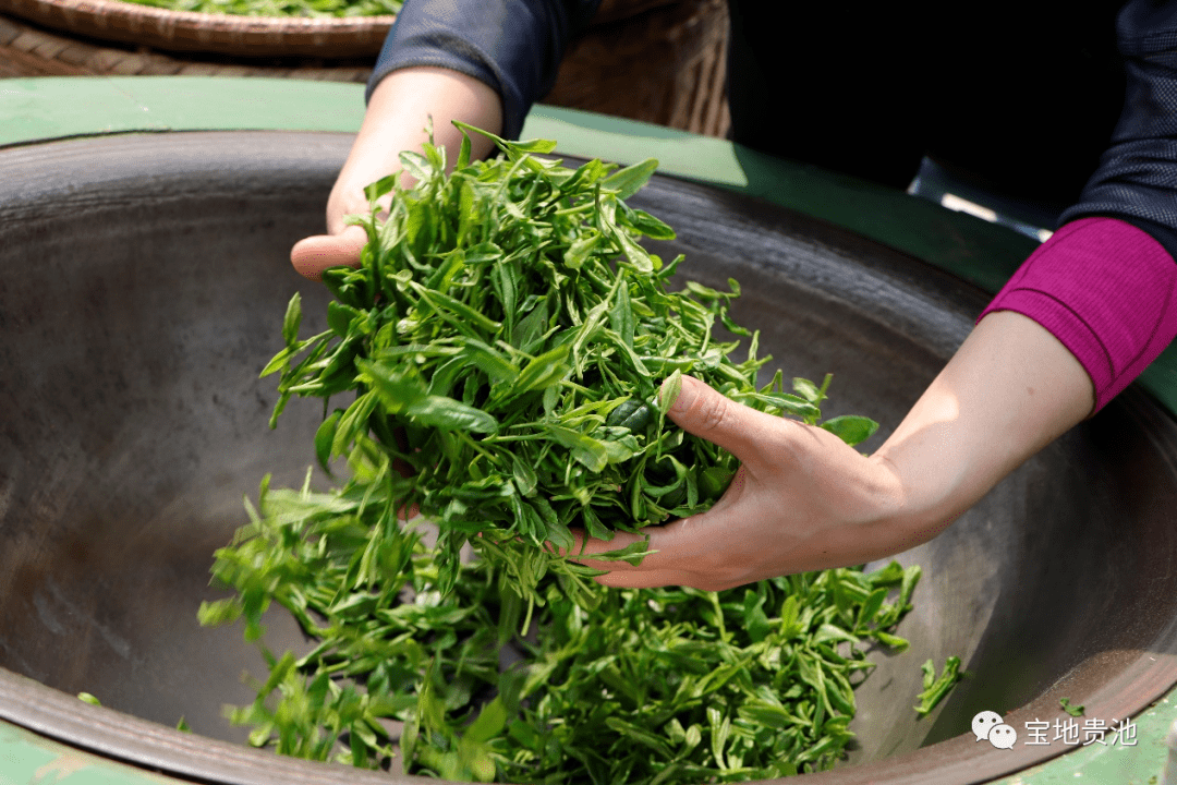 第四届池州霄坑绿茶开园节启幕_贵池区_特色_茶叶