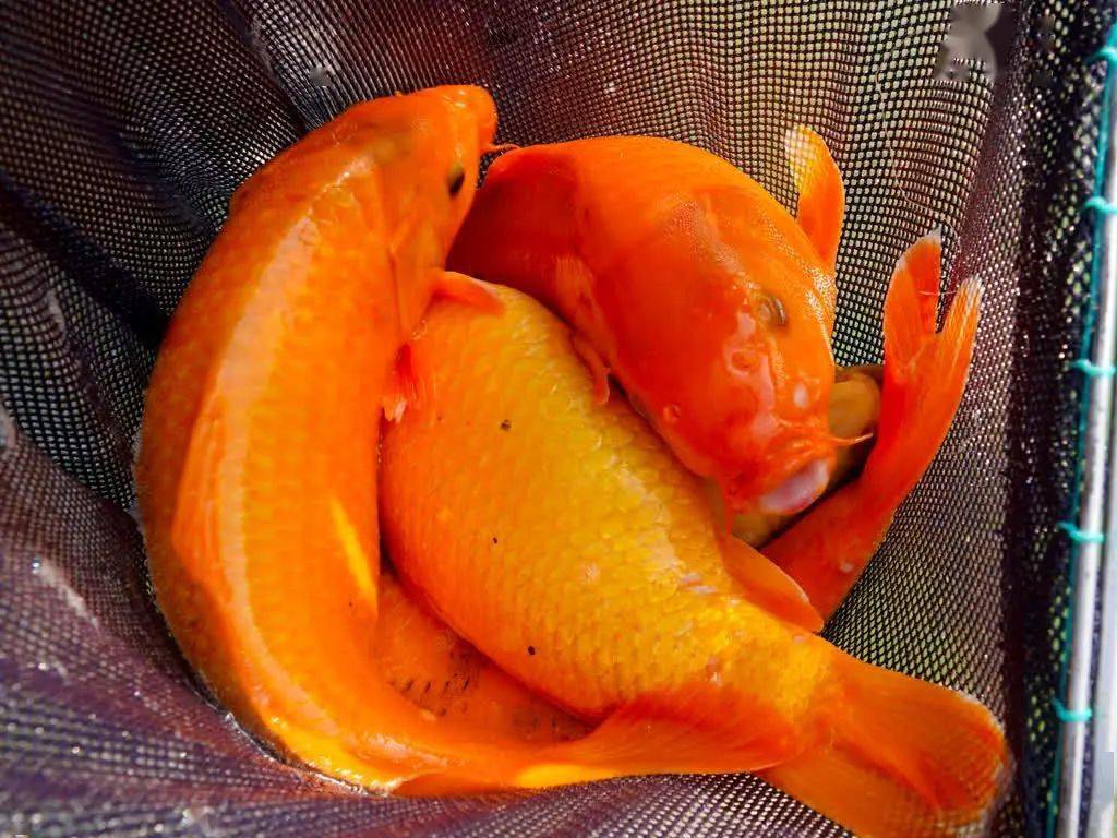 古蔺:百条稻鱼入塘忙 "水上春耕"正当时_青田县_养殖_红光村