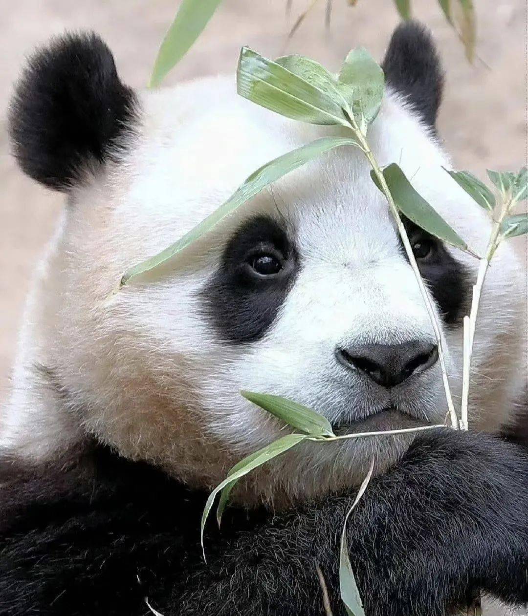 国宝出圈,主打一个可爱_大熊猫_游客_性格