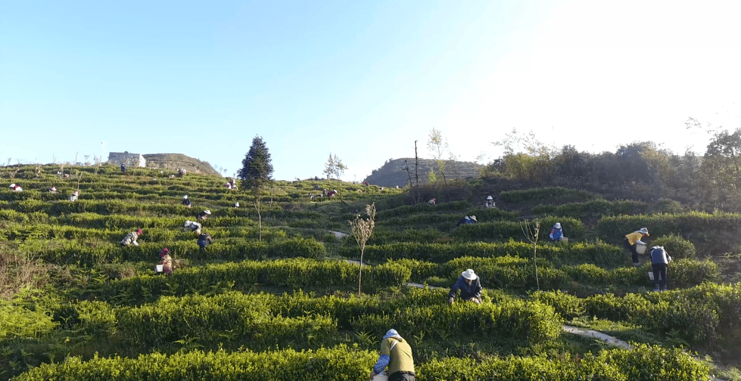 来毕节,邂逅"中国美丽茶园"_纳雍县_高山_全县