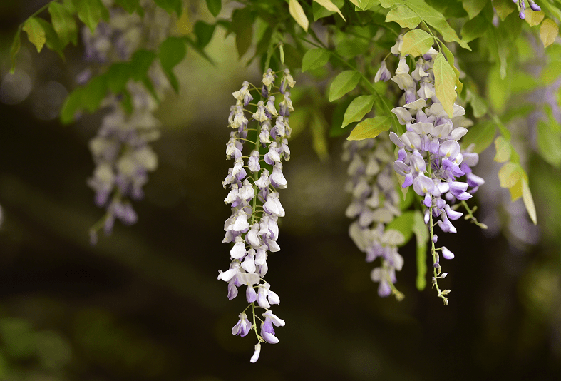 花藤　藤　紫花　/ 572 all