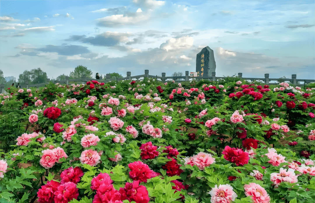 "花开四十载,我与一建共见证"照片回忆征集中_公司_牡丹_洛阳