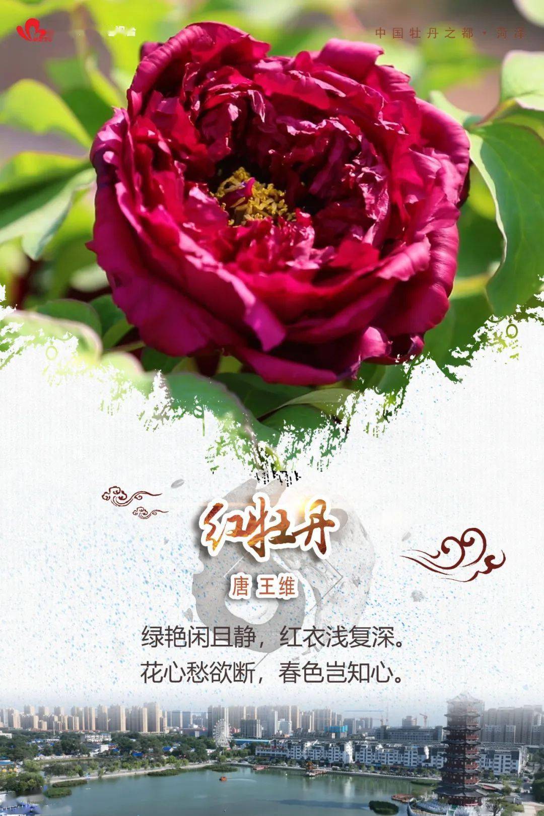 当菏泽牡丹邂逅古诗词 诗意的春天就来了