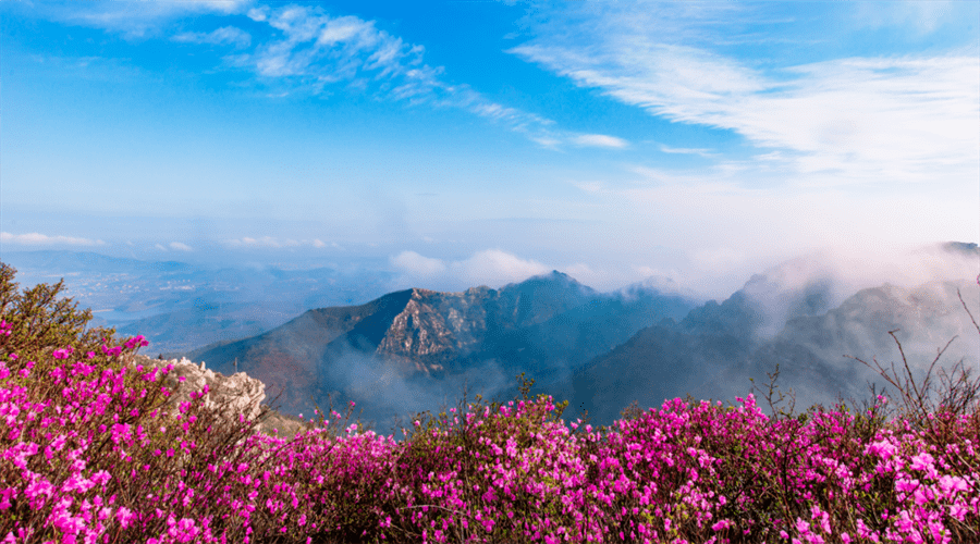 又一年大黑山的杜鵑花海_景區_景觀_關門寨