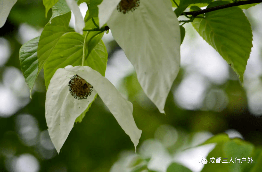 4月22号:荥经鸽子花节盛大开幕,徒步赏金山珙桐亚洲最大基地_活动