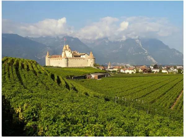 帕美特酿梅洛:南法知名酒庄伯爵酒庄出品 2021年份优质梅洛特别酿造