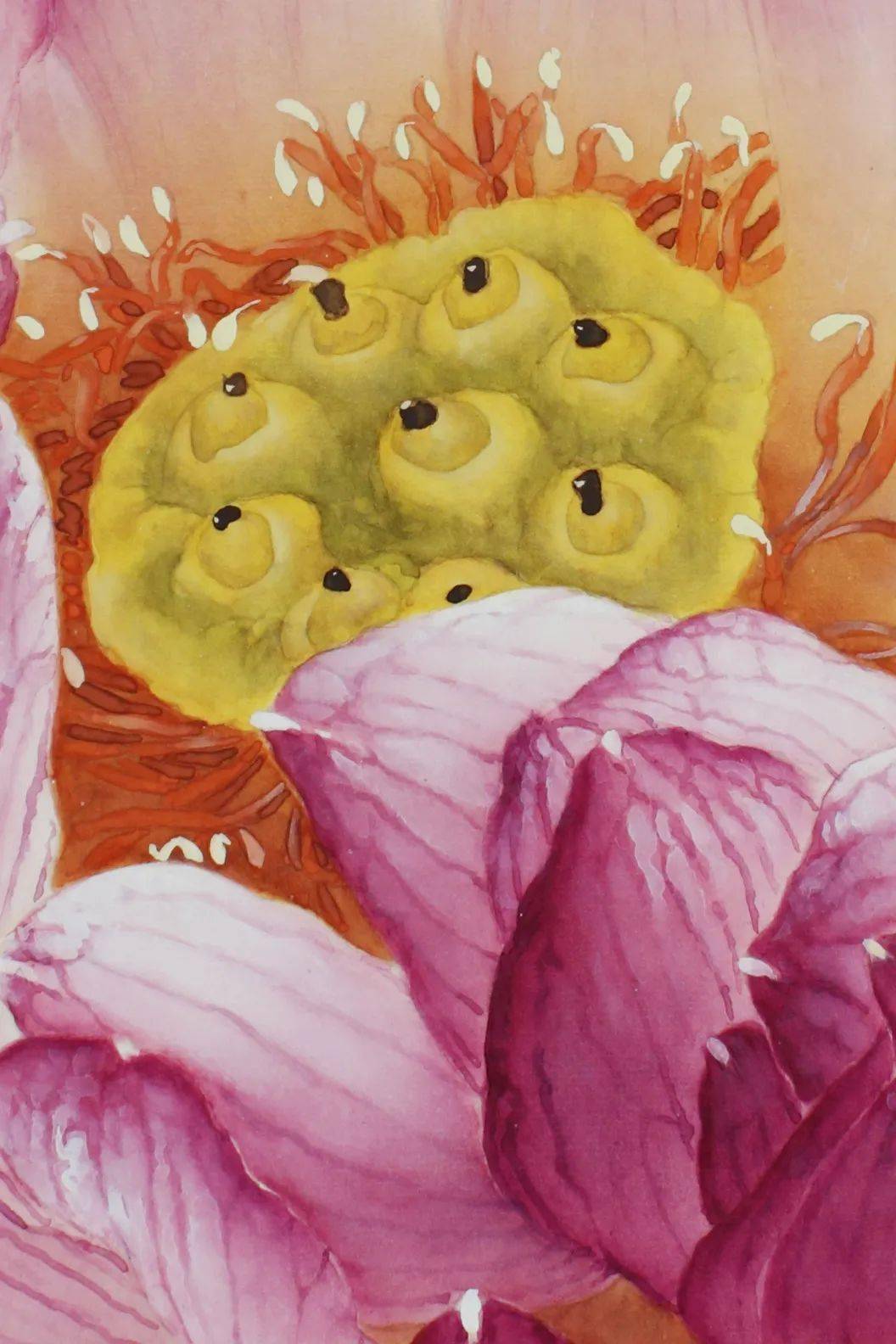 【教程】龚雪青工笔荷花《玉露》绘制步骤_花瓣_莲蓬_颜色