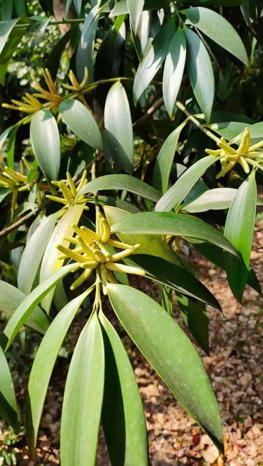 春天了,聽見花開 || 李健鴻_松樹_陵園_植物