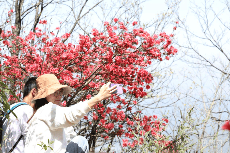 杜鹃花（杜鹃花图片） 第2张